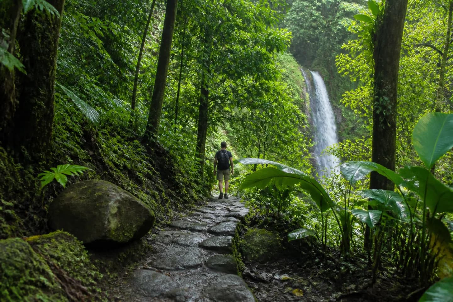 A footpath winding through the green canopy and waterfalls of El Yunque